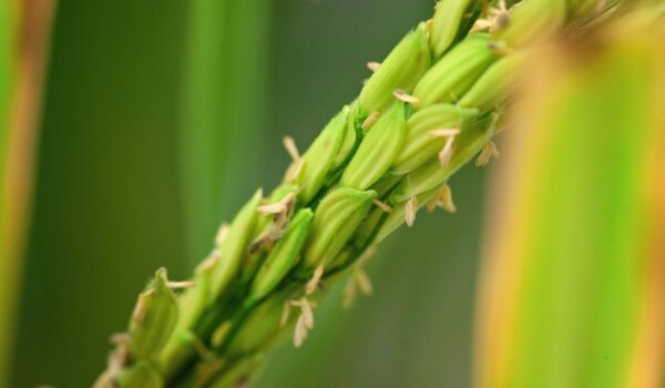 ویرایش ژن گیاهی